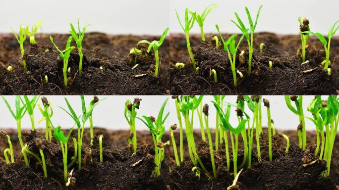 延时生长的绿豆万物生长生根发芽草绿豆芽