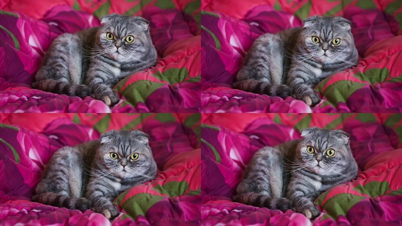 可爱的猫躺在一条红色的毯子上。