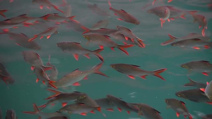 湖中的鱼养殖鱼养殖厂水中食用鱼