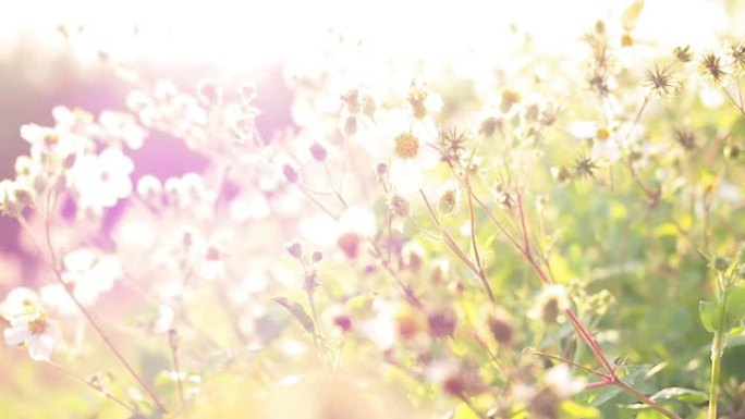 美丽的日落映衬着草地的花朵
