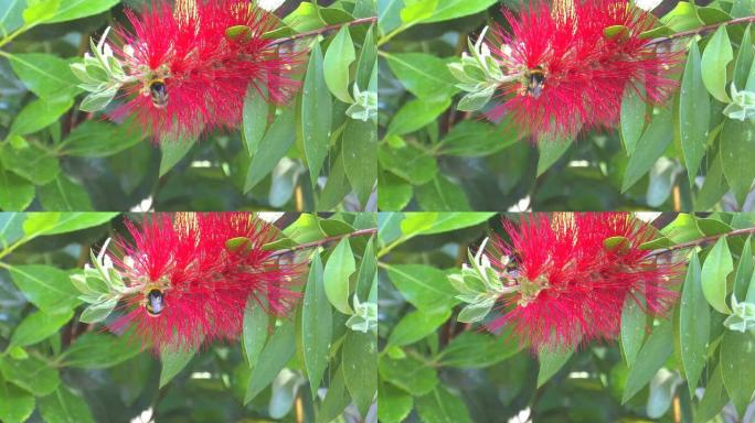 黄尾大黄蜂(熊蜂