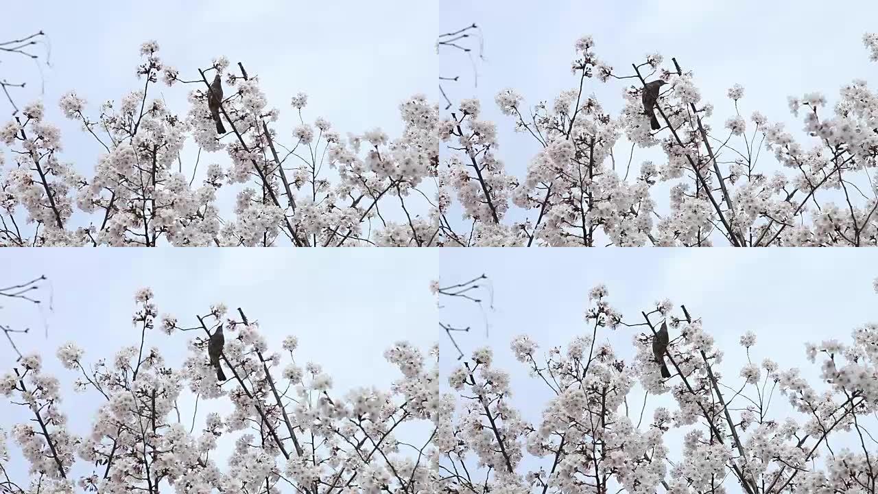 鸟花自然