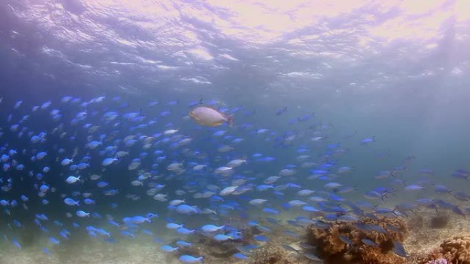 珊瑚和鱼浅海世界鱼群游弋生物多样性