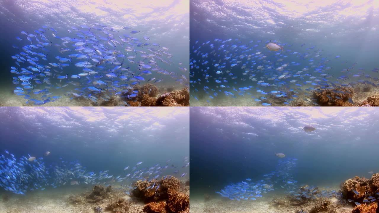 珊瑚和鱼浅海世界鱼群游弋生物多样性