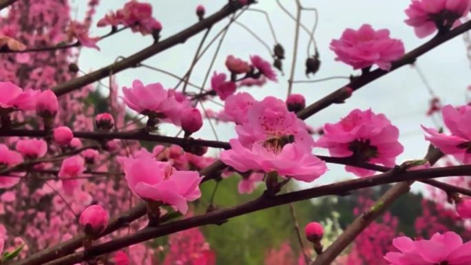 春雨过后的桃花