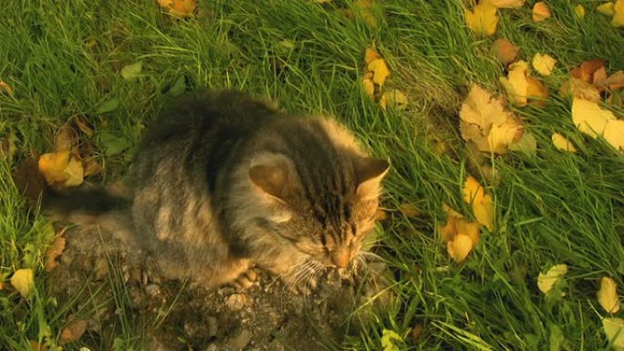 花园里的猫偷拍猫爱抚猫咪用手摸猫