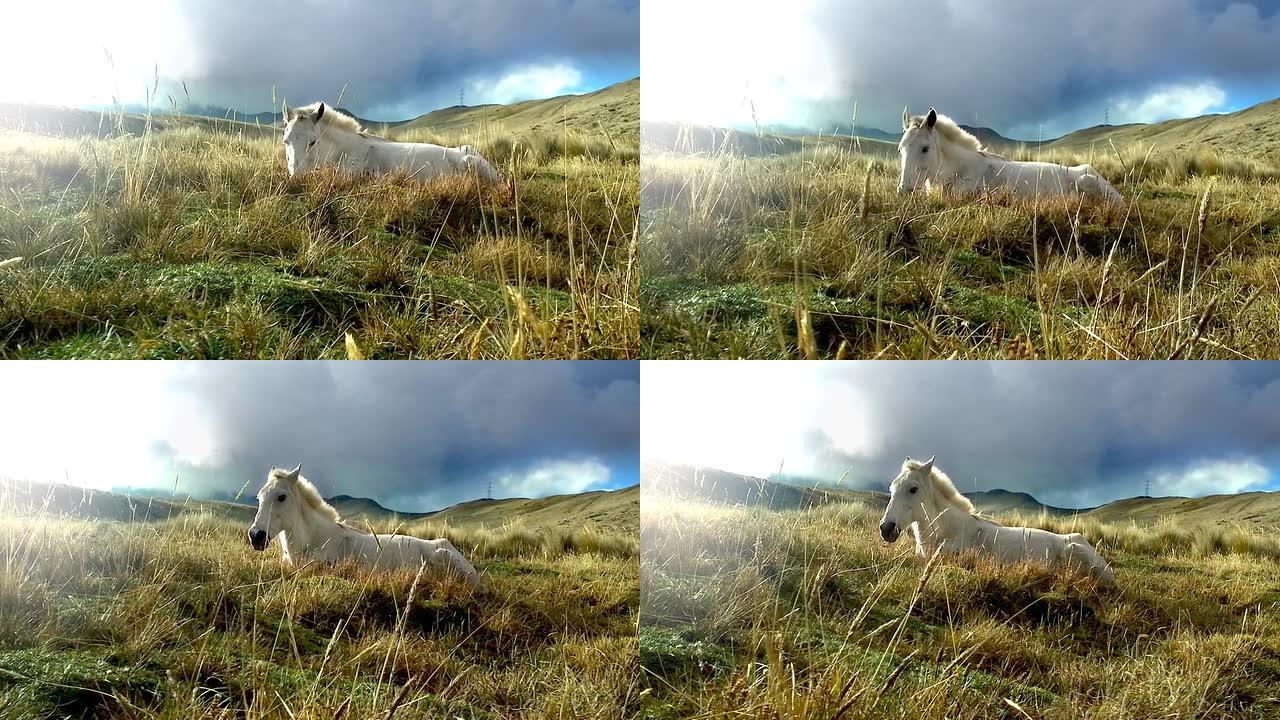 在赤道上休息的白马pichincha 5