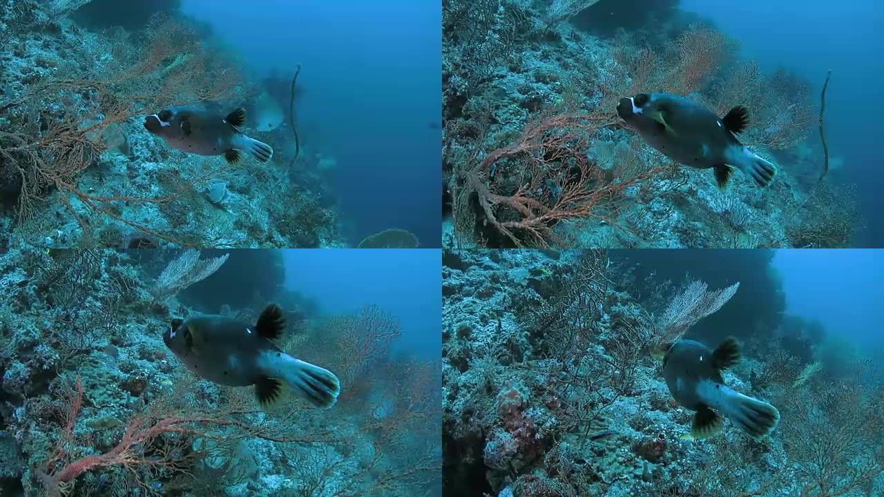 黑斑蟾蜍在珊瑚礁中游泳