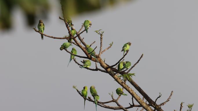 一群野生鹦鹉与春日嫩叶