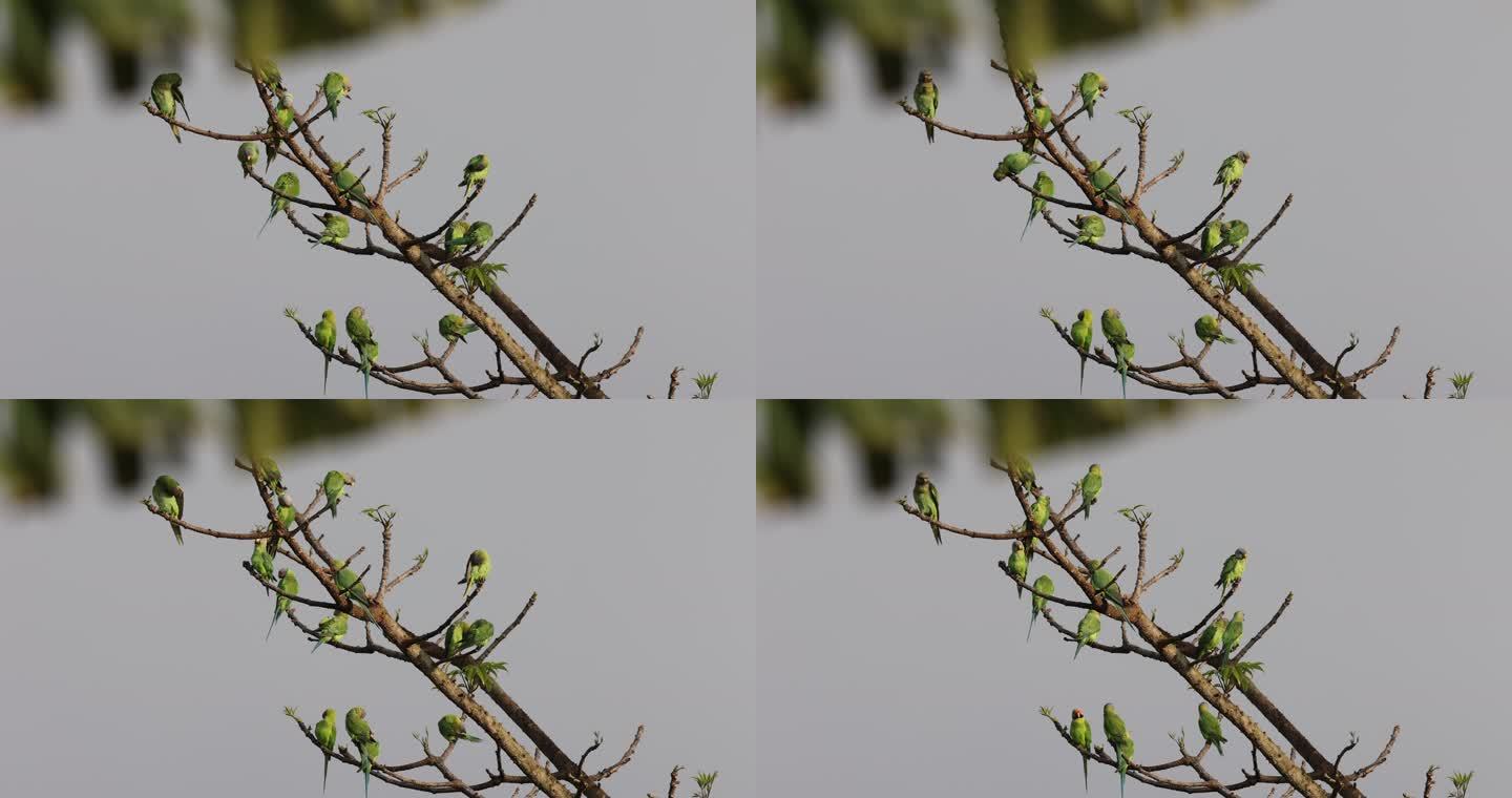 一群野生鹦鹉与春日嫩叶