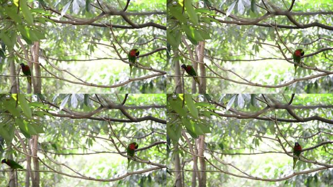 鹦鹉栖息在动物园的树枝上