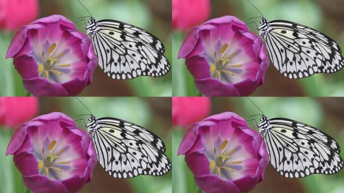 紫色郁金香上的黑白蝴蝶扇动翅膀，浅自由度。