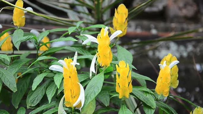 在泰国和印度尼西亚发现的罐头黄色花朵