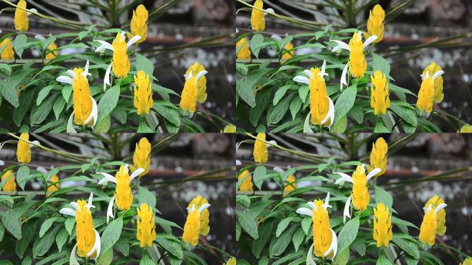 在泰国和印度尼西亚发现的罐头黄色花朵