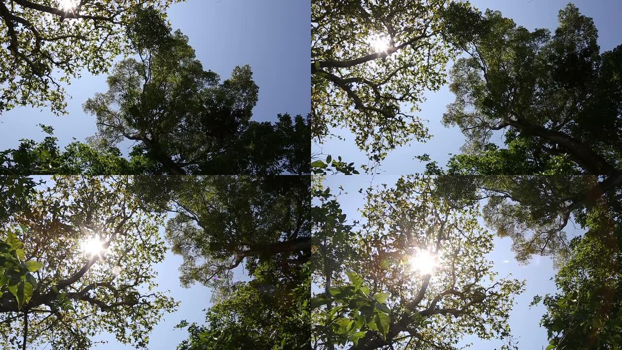 高清视频点播：有天空和阳光的树顶