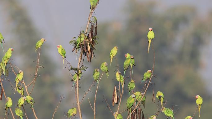 聚集在树上的一群野生鹦鹉