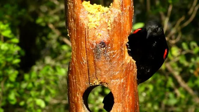 红翅黑鸟野生动物保护生物生态飞翔飞鸟