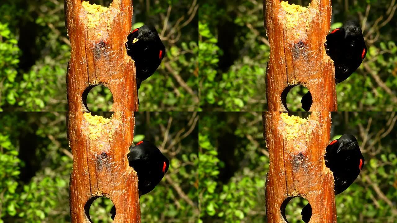 红翅黑鸟野生动物保护生物生态飞翔飞鸟