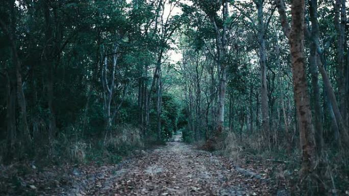 树林里的路树林里的路