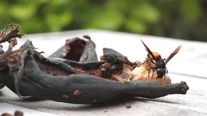 黄蜂吃腐烂的香蕉大自然觅食