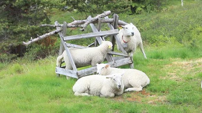 羊动物饲养农村饲养业特色农业