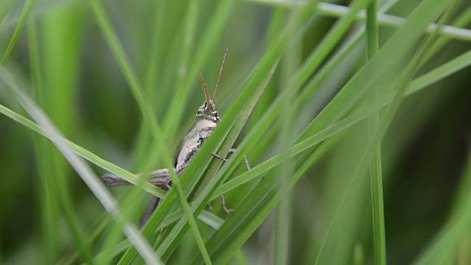 刺客虫或Sycanus collaris