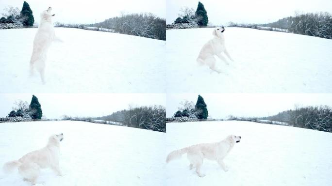 金毛寻回犬在冬天抓雪球