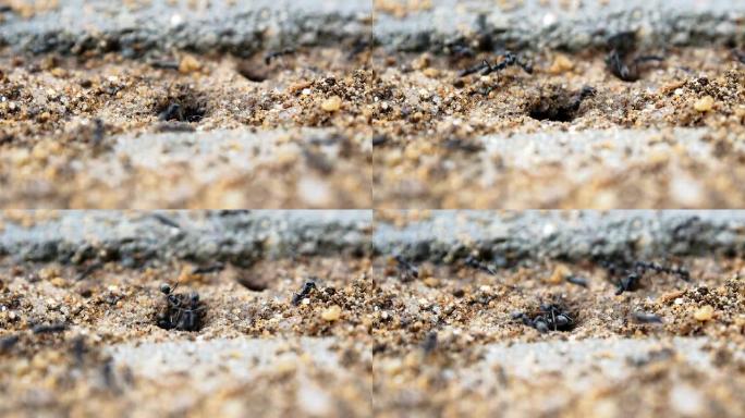 黑蚂蚁筑巢蚂蚁洞蚂蚁搬家