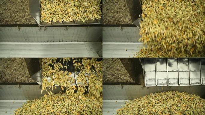 自卸汽车将收获的甜玉米放入半拖车