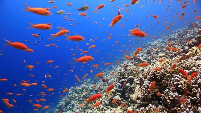 珊瑚和鱼生物多样性色彩鲜艳的鱼群生态环境