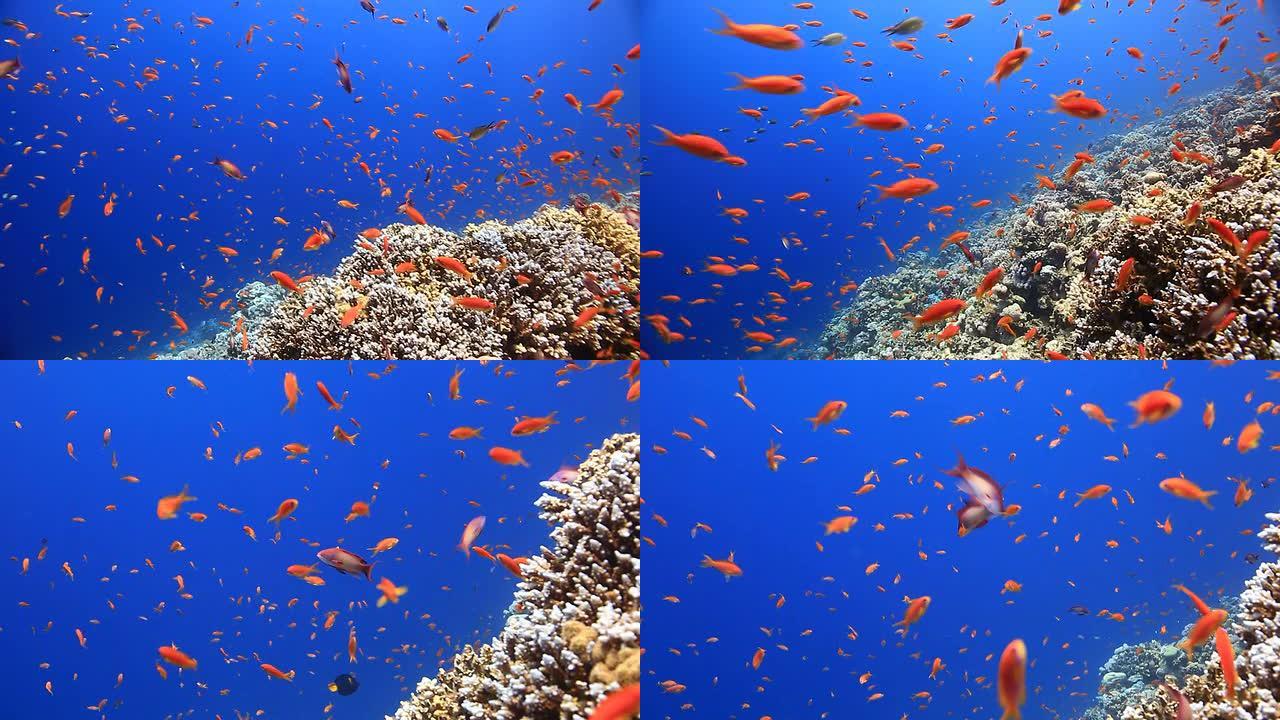 珊瑚和鱼生物多样性色彩鲜艳的鱼群生态环境