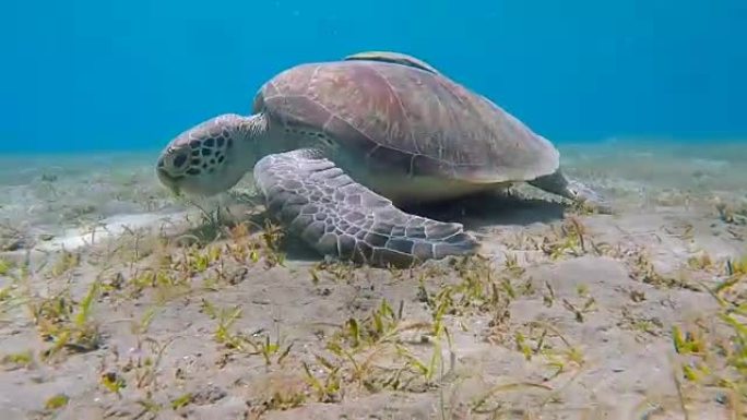 在海草床上放牧的绿海龟-红海