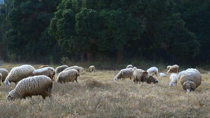 干草地里的绵羊干草地里的绵羊
