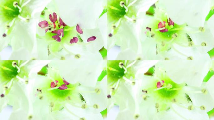 Viburnum tinus在延时视频中绽放