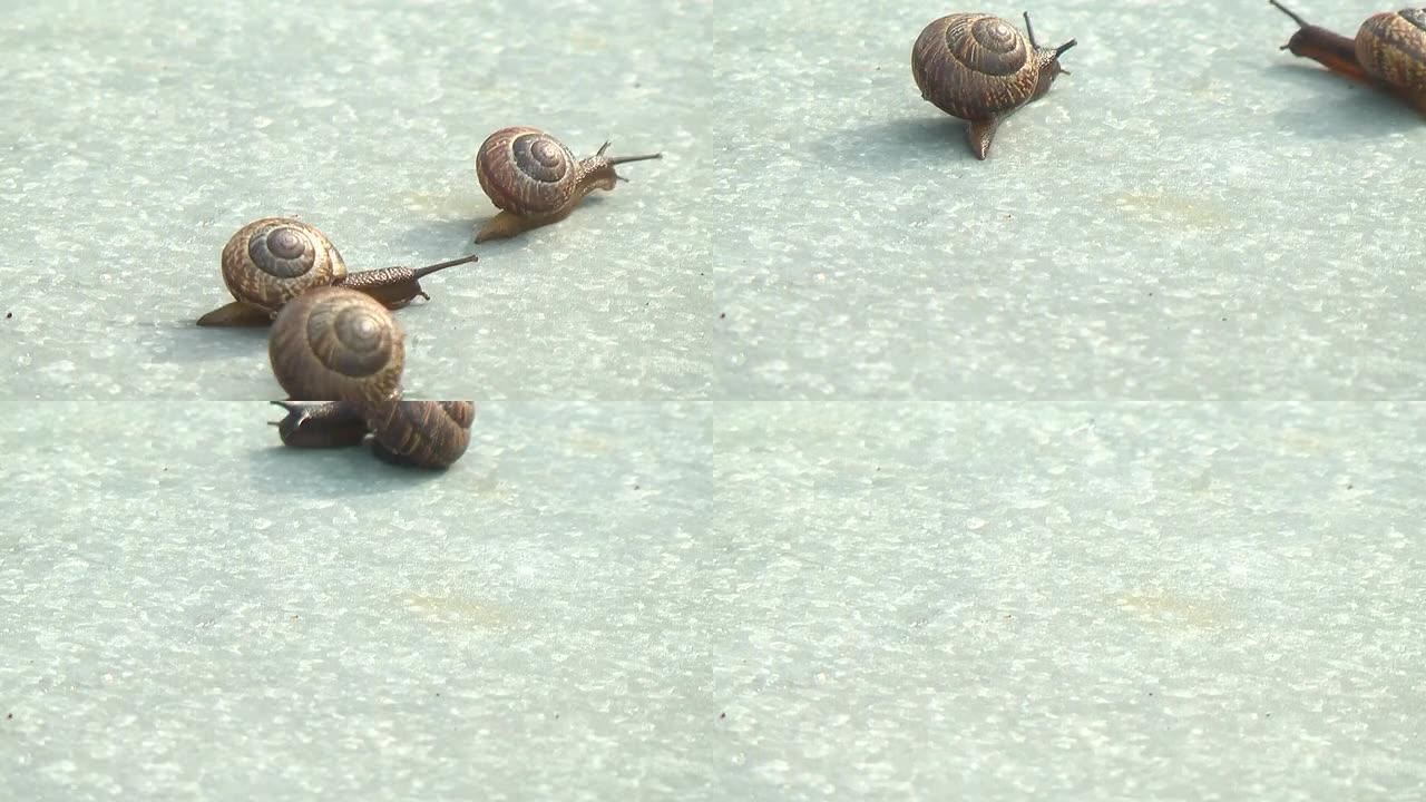 三个鼻涕虫蜗牛