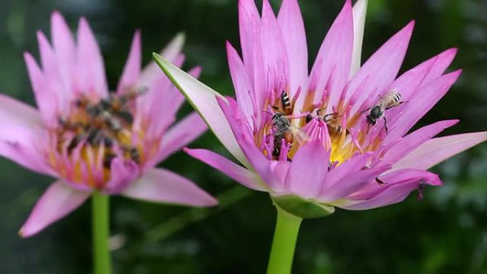 睡莲蜜蜂群睡莲蜜蜂群