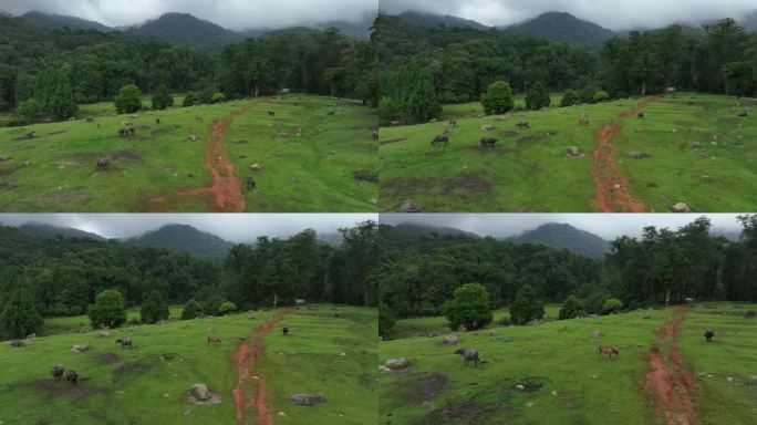 陇川县户撒乡高山草甸草场上的牛群延时视频