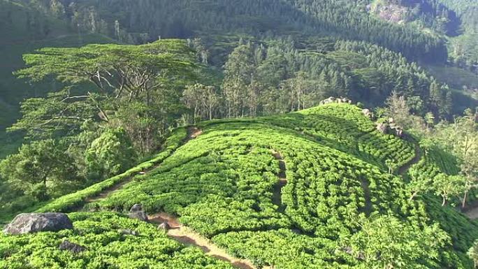 斯里兰卡有机茶树种植园