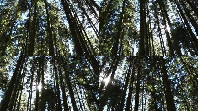 阳光透过树梢