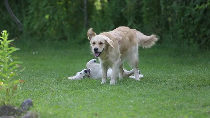 两只金毛寻回犬在花园里玩耍