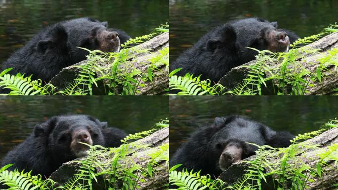 亚洲黑熊黑熊素材黑熊视频黑熊水里