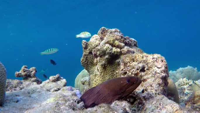 马尔代夫珊瑚洞里的巨型马里鳗鱼