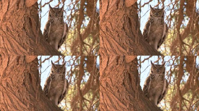 猫头鹰坐在树上野生动物保护生物生态飞翔飞