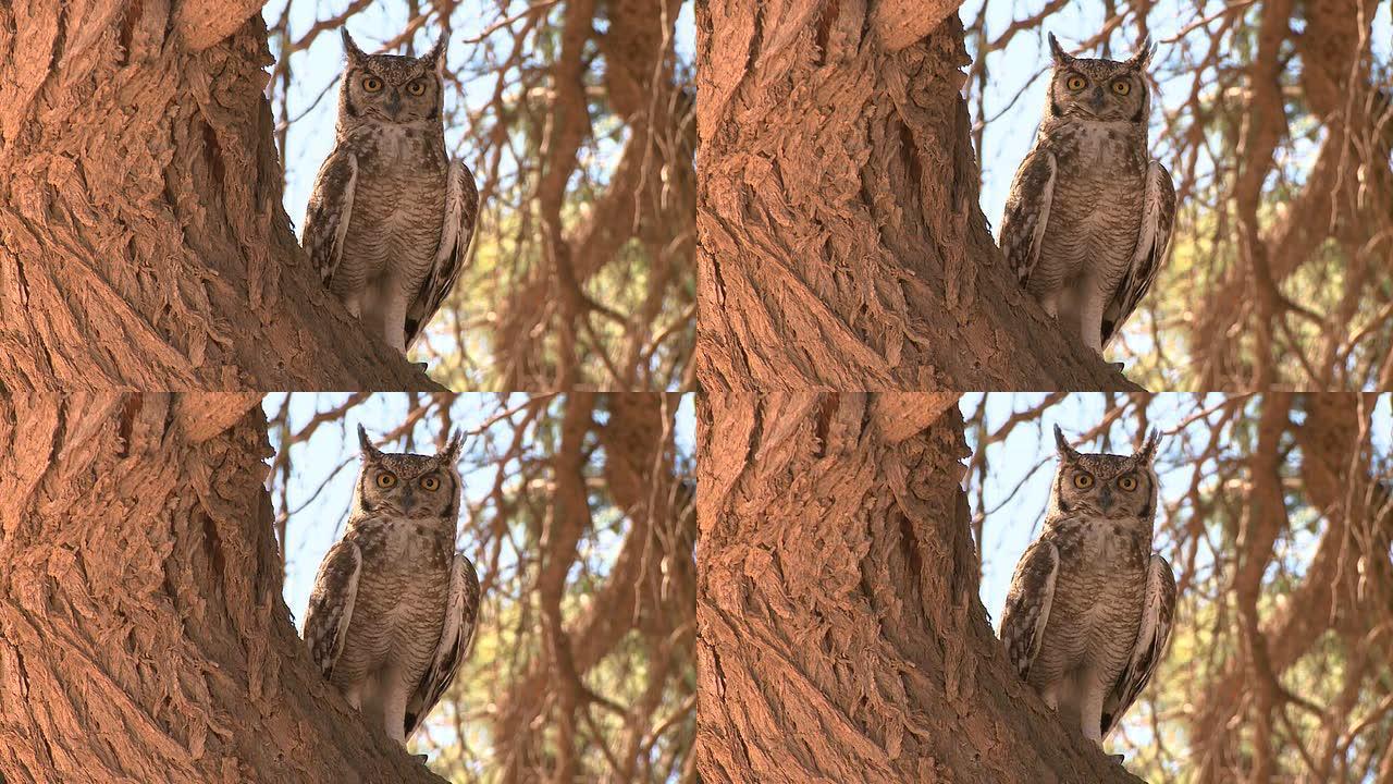 猫头鹰坐在树上野生动物保护生物生态飞翔飞