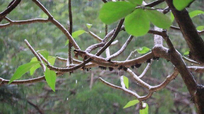 春雨雨中植物绿叶树叶嫩叶清新唯美