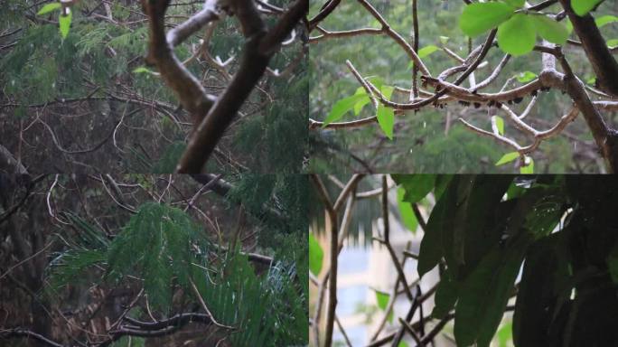 春雨雨中植物绿叶树叶嫩叶清新唯美