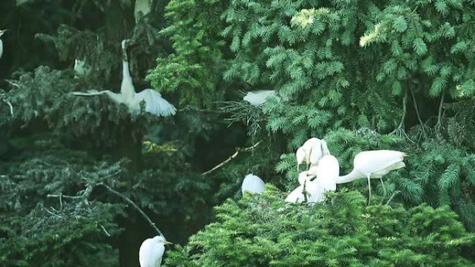 黃頭鷺站在树枝栖息环境生息繁衍