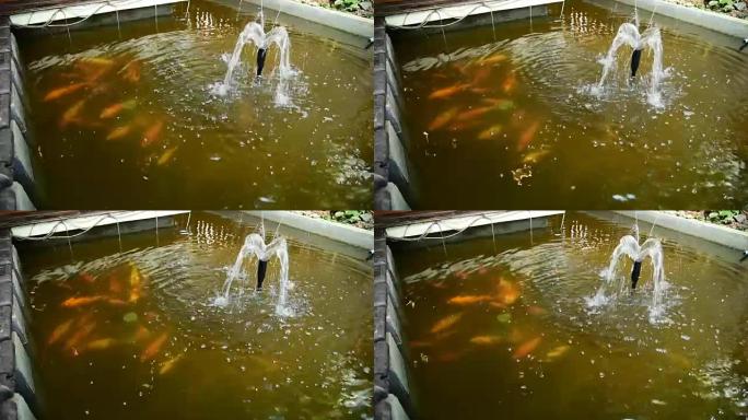 日本锦鲤在池塘里游泳