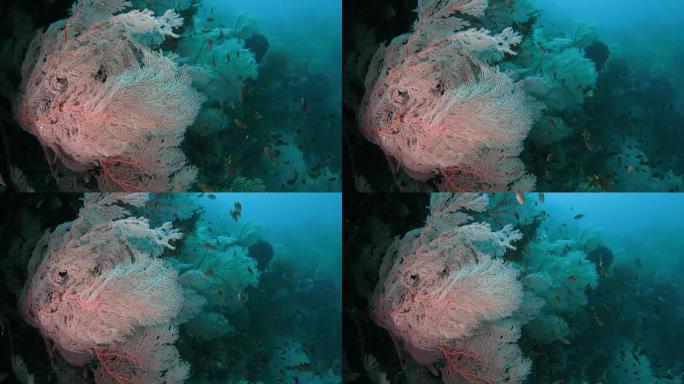 粉红巨海扇林 (Gorgonian Coral)，热带海，印度尼西亚