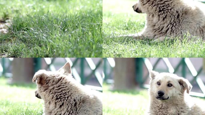 HD：流浪狗白色野狗中华田园犬柴狗